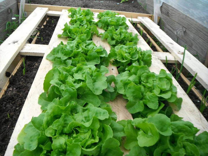 diy pallet vegetable garden