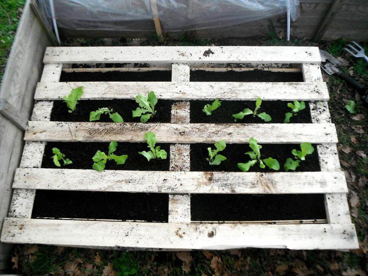 wooden pallet vegetable garden