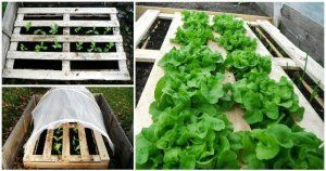DIY Pallet Vegetable Garden