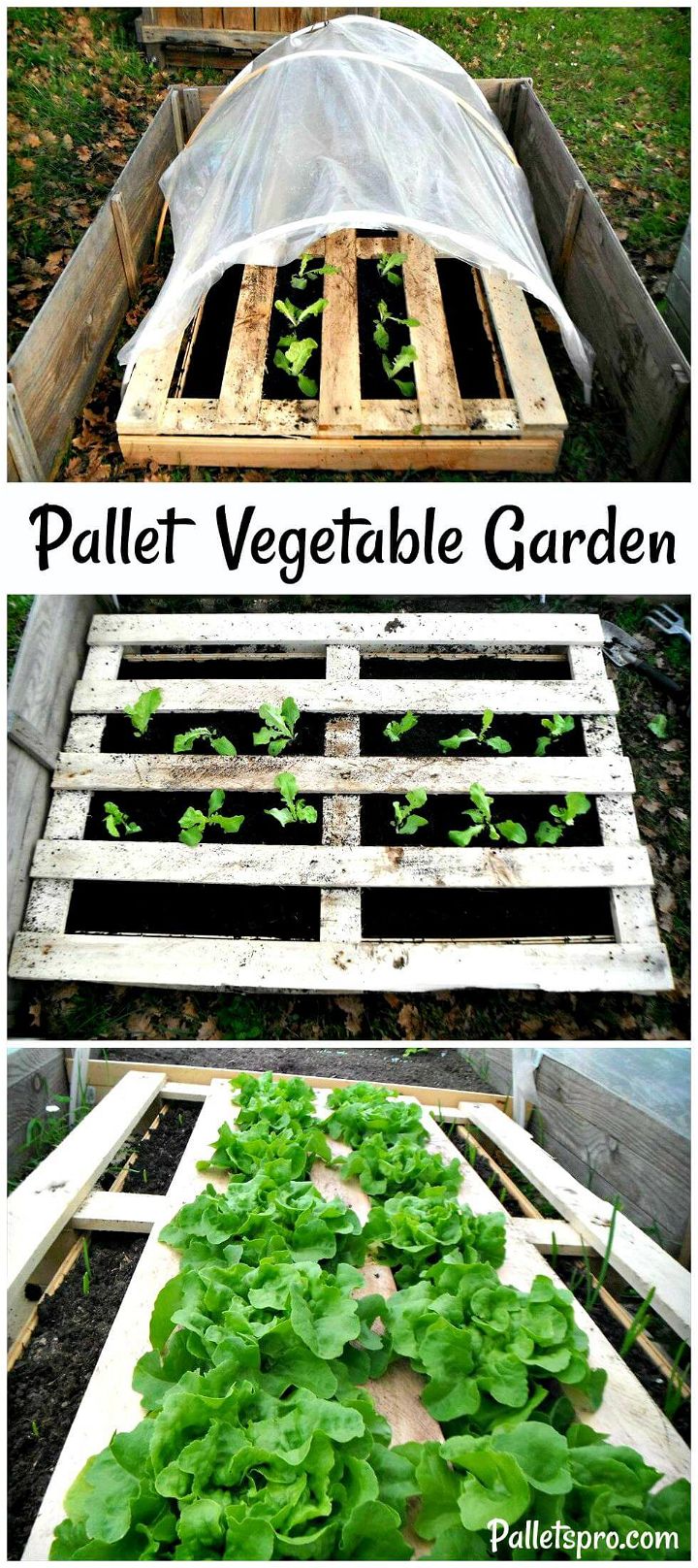 Pallet Vegetable Garden